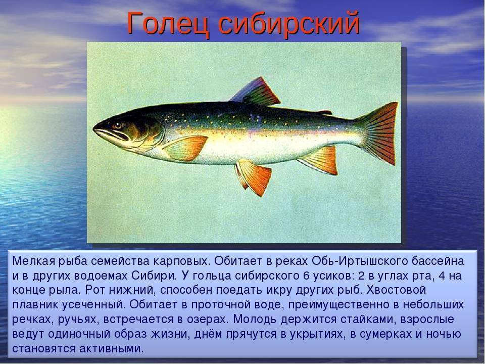 Голец - что за рыба: представители виды и польза