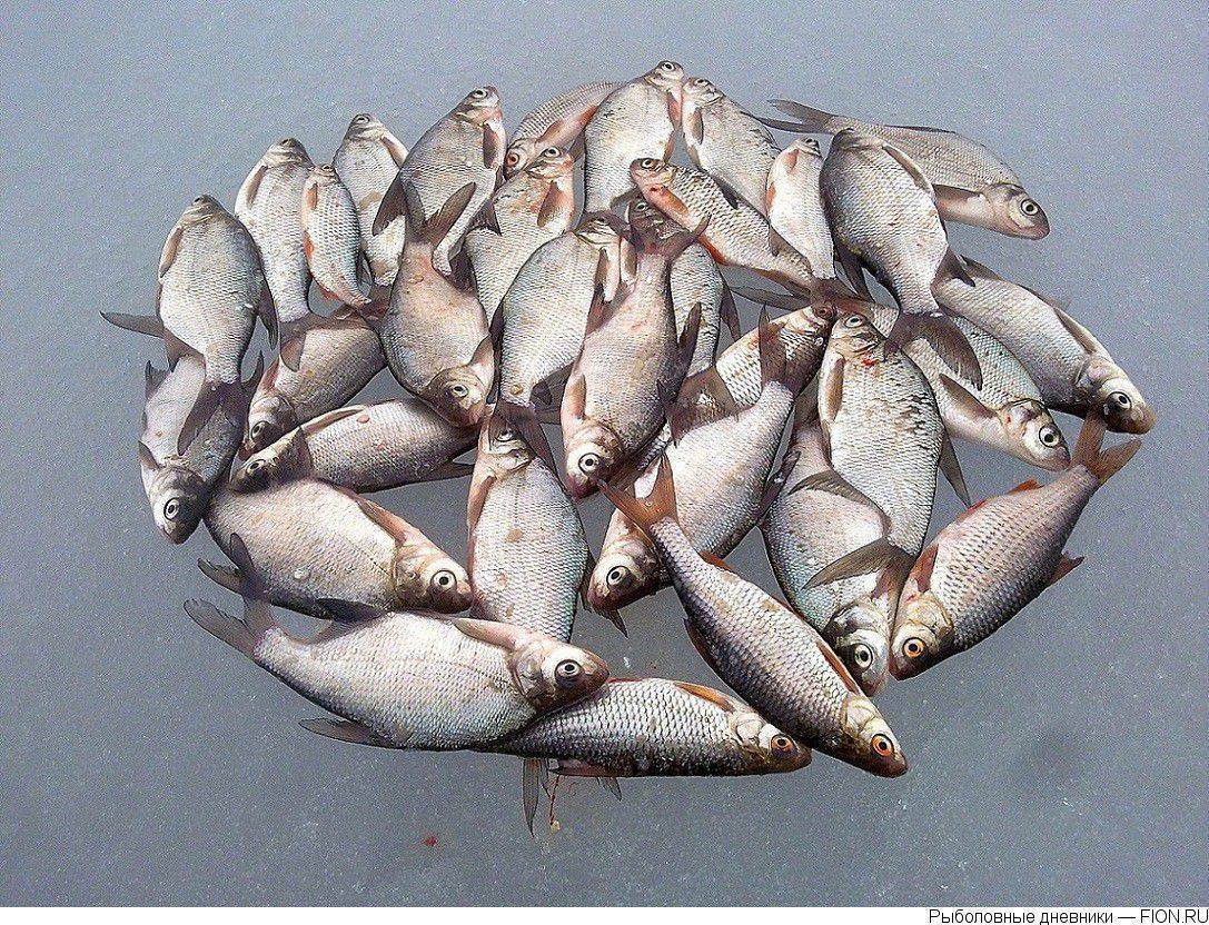 Рыбалка на можайском водохранилище: какие есть рыболовные базы, особенности ловли зимой
