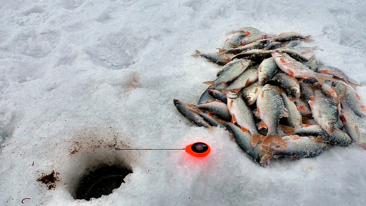 Ловля на спиннинг зимой, как заставить рыбу ловиться