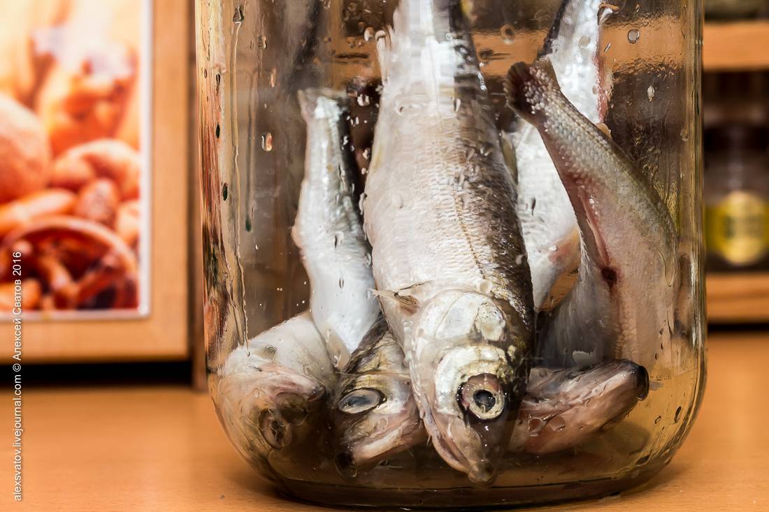 Как засолить рыбу в домашних условиях: простые пошаговые видео рецепты для засолки любой рыбы - все курсы онлайн