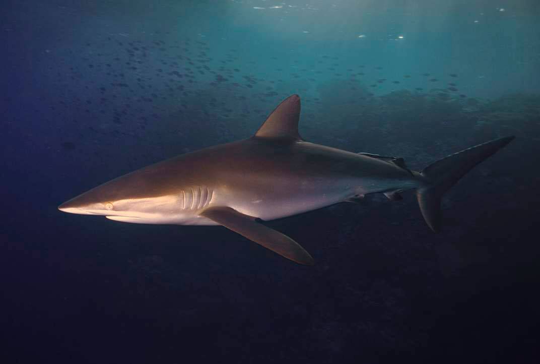 Акула - 87 фото самого идеального хищника морей и океанов