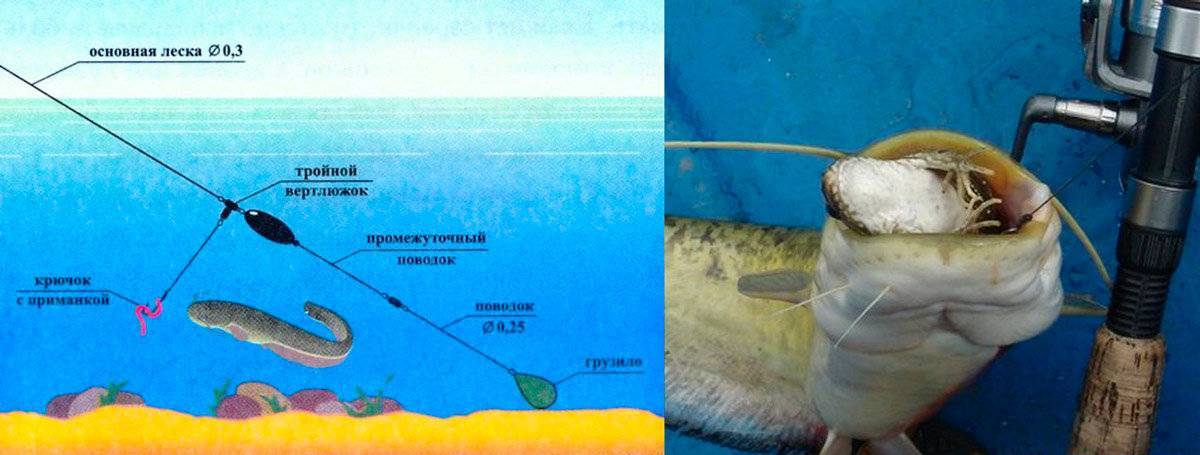 Рыба буффало в астрахани — ловись рыбка