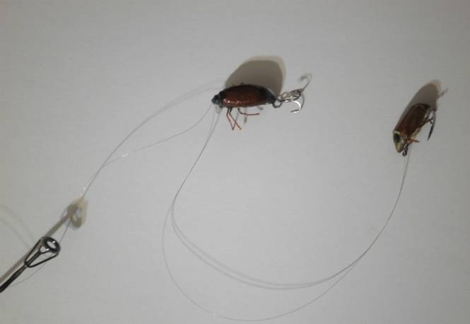 Майский жук и его личинка (хрущ): наживка для рыбалки, способы насаживания приманки на крючок, способы ловли - fishingwiki
