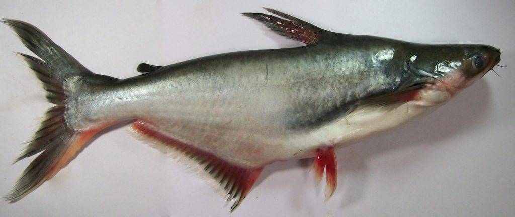 В чем польза и вред рыбы пангасиус. мифы и правдивые факты о пангасиусе, полезных свойствах и противопоказаниях