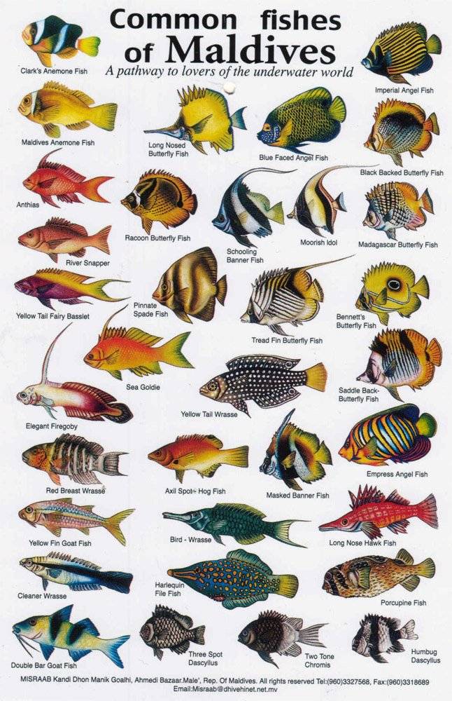 Морская фауна: рыбы, киты, кораллы, ракообразные, моллюски и прочие морские животные