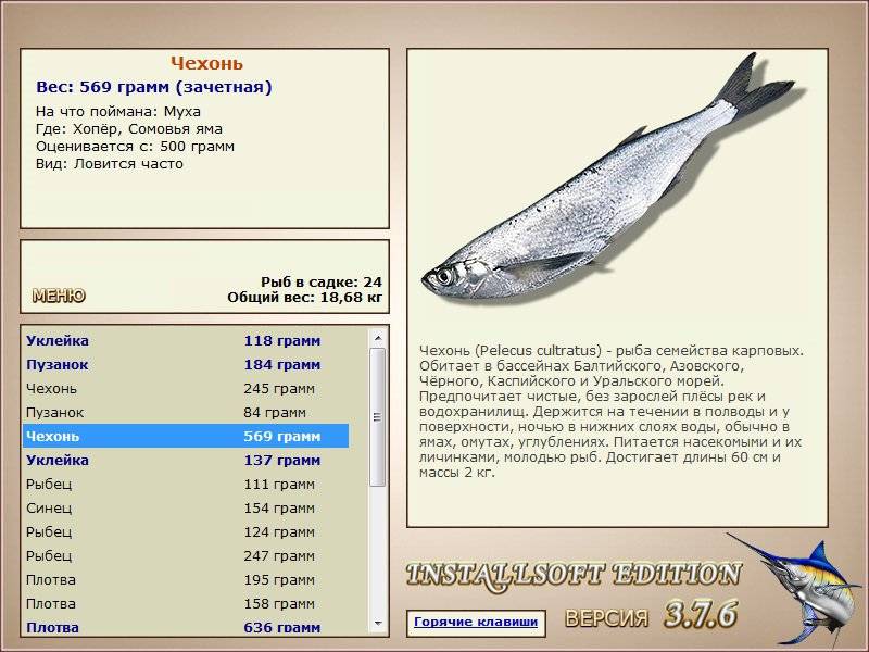 Рыба чехонь: описание и фото, места обитания, календарь клева