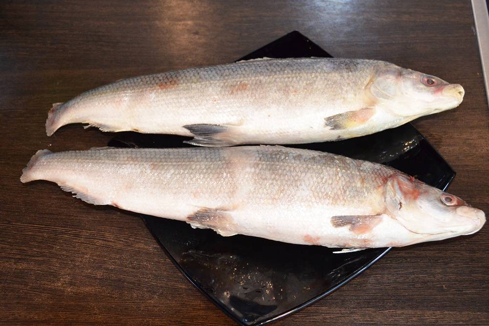 Рыба муксун – рецепты приготовления