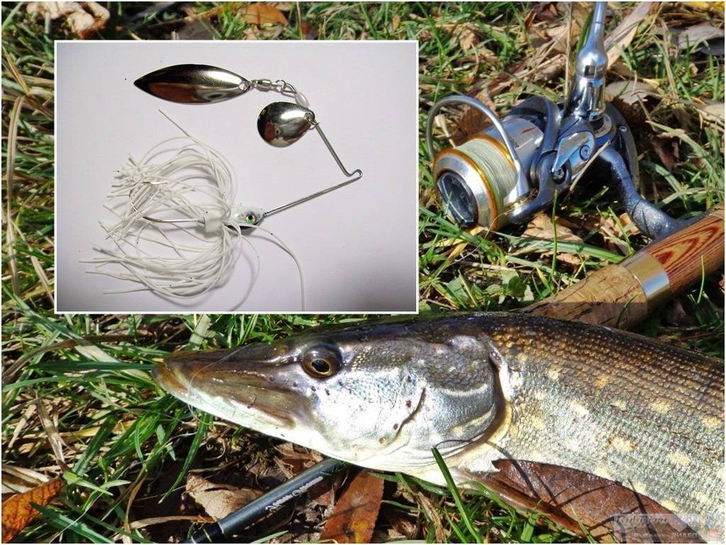 Ловля тайменя — особенности рыбалки