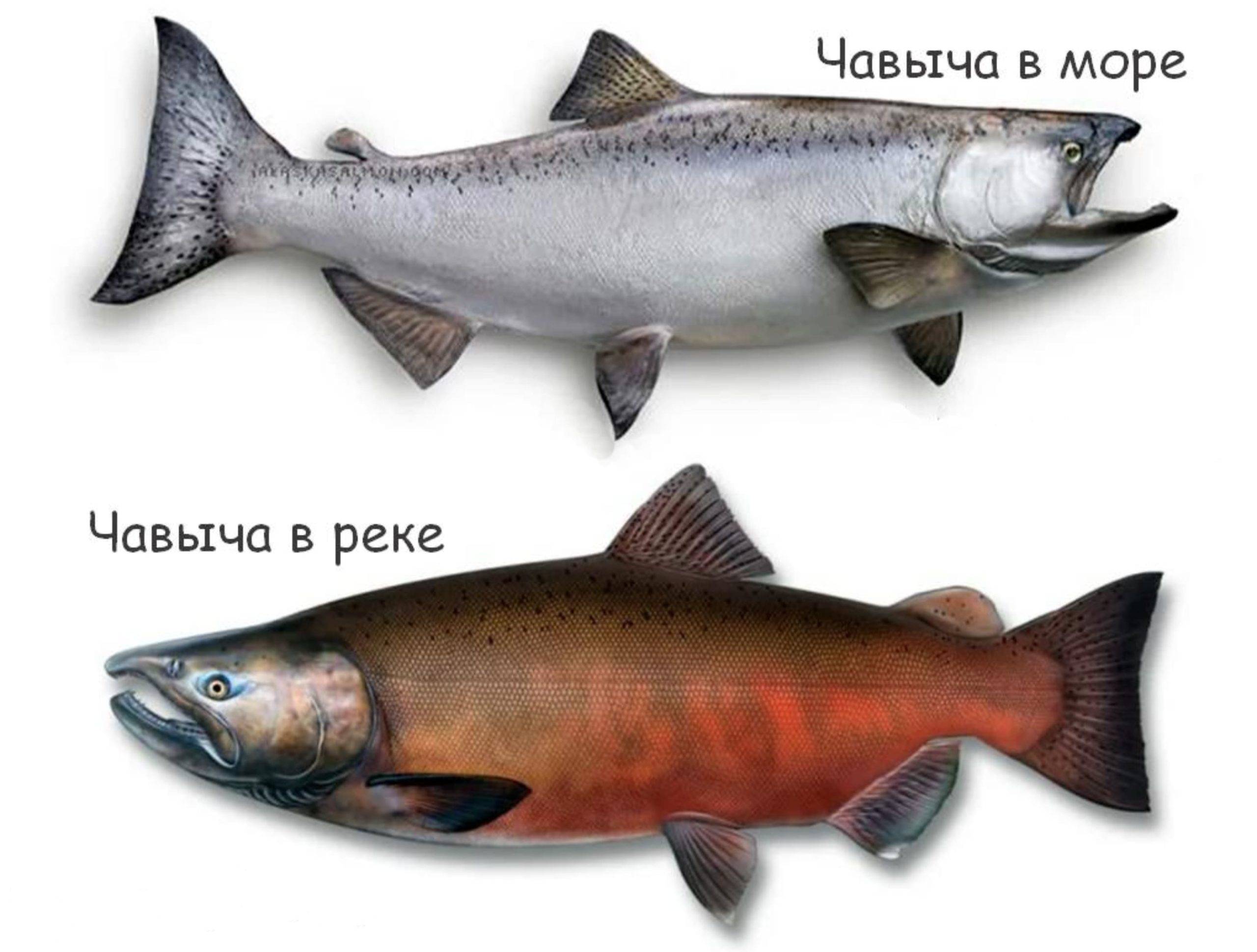 Что лучше, нерка или кижуч: состав, свойства и отличия рыбы
