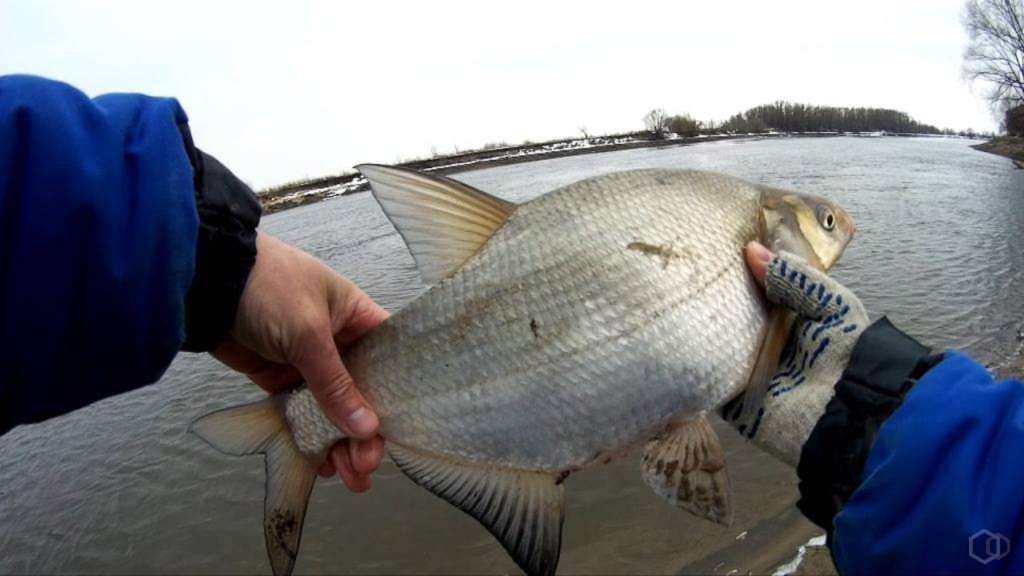 Рыбалка на оке в серпуховском районе — самые рыбные места