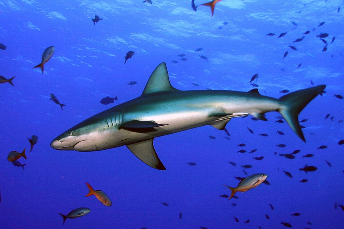 Акулы относятся к рыбам или млекопитающим: описание акулообразных, особенности и уникальные качества хищниц