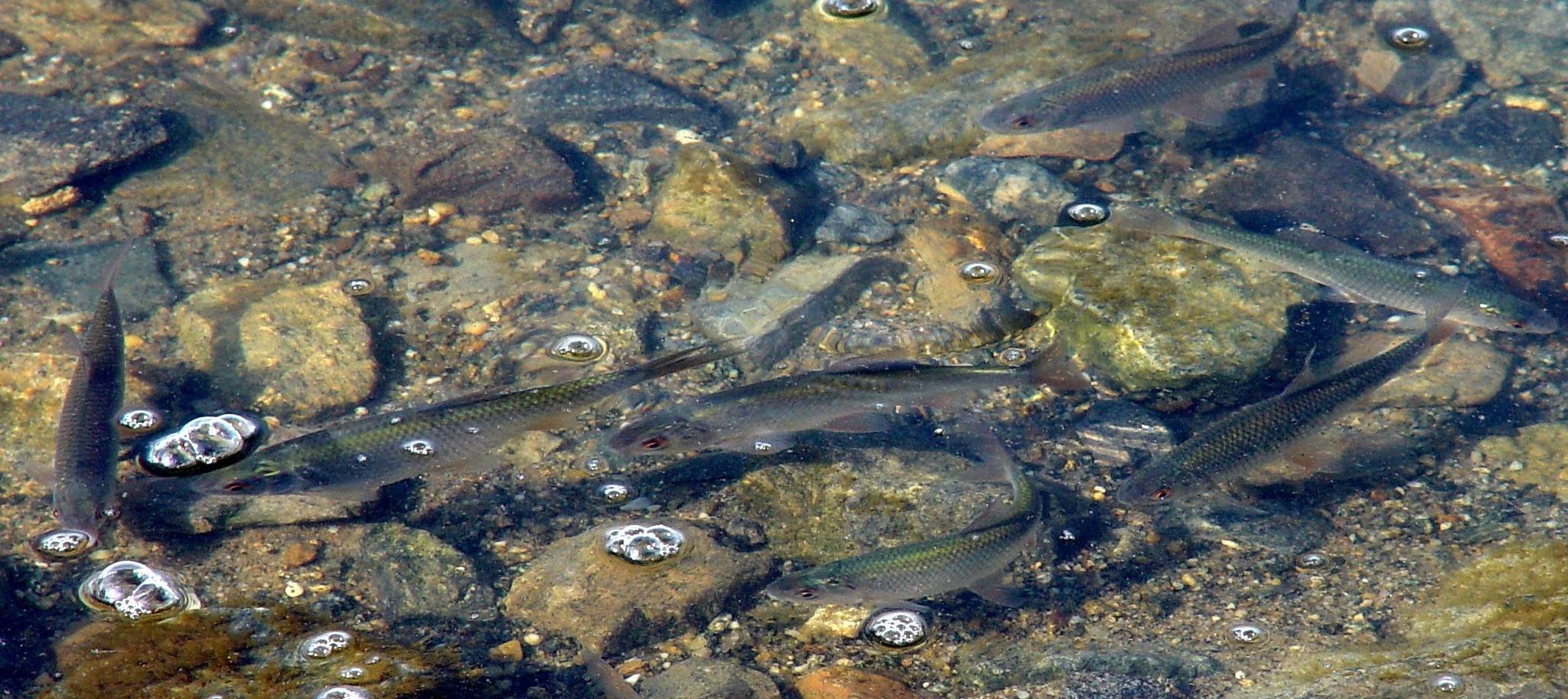 Судак рыба. образ жизни и среда обитания судака
