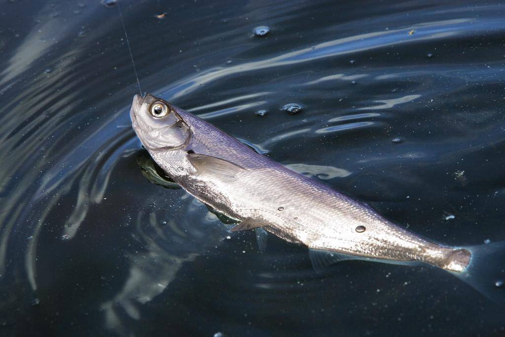 Рыба чехонь: места обитания и особенности ловли