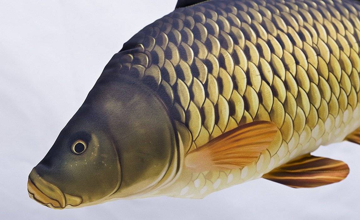 Рыба сазан: описание, разновидности, особенности питания