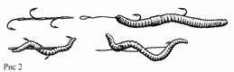 Как насадить червя на крючок - правильная насадка выползка, дождевого и навозного червей (видео)?