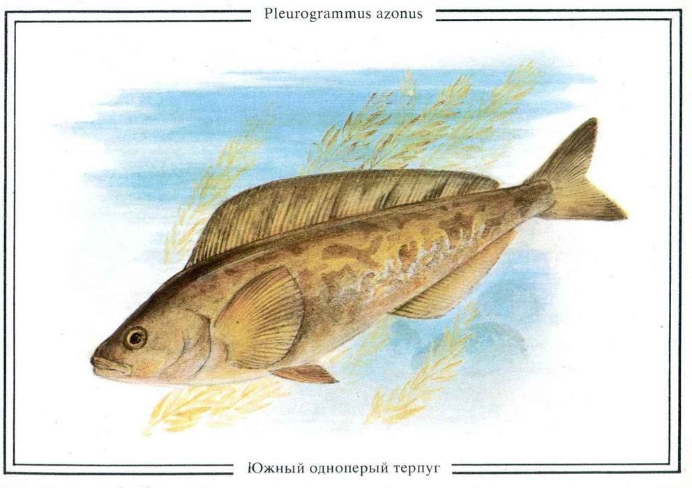 Терпуг — морская рыба: разновидности