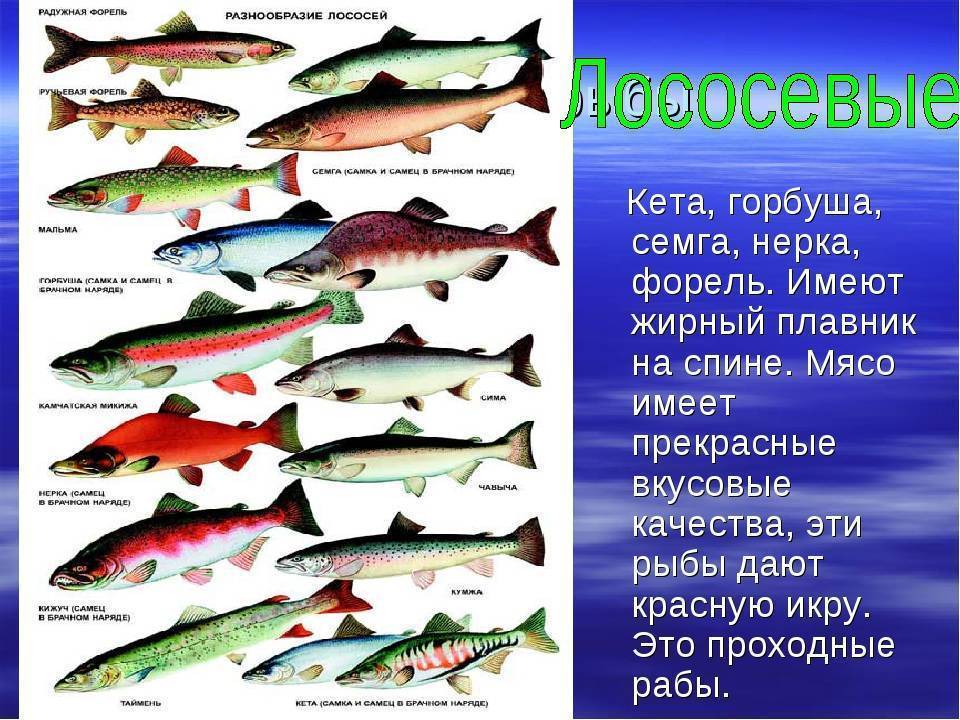 Горбуша: состав, польза и калорийность рыбы