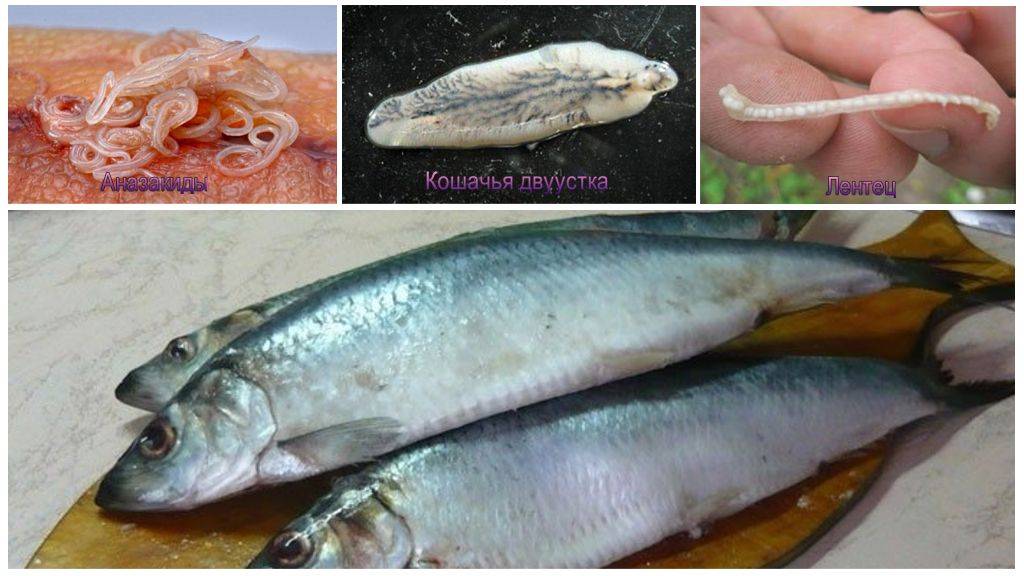 Паразиты в речной рыбе, опасные для человека: заражение гельминтами