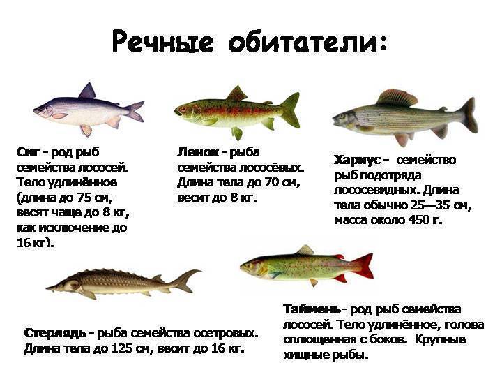 Болезни рыб (речных и пресноводных): фото с описанием, классификация, симптомы