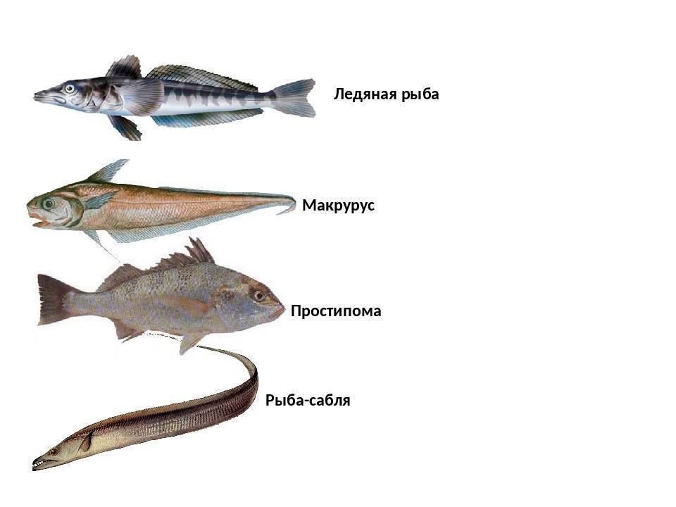 Рыба простипома — очень редкий деликатес