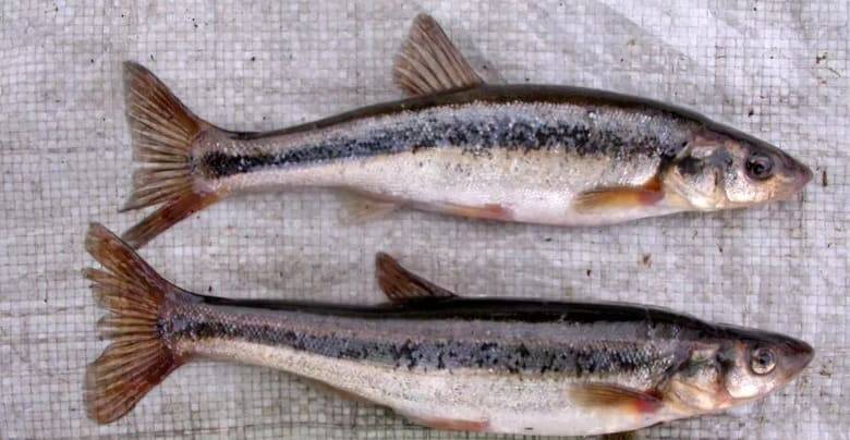 Рыба голавль – фото, описание, полезные свойства