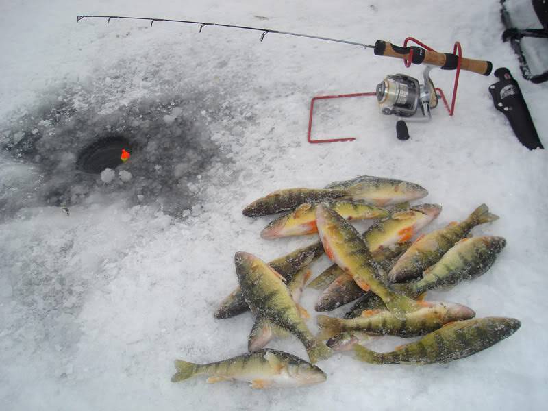 Рыбалка по первому льду: cоветы и рекомендации для рыбалки по перволедью - читайте на сatcher.fish