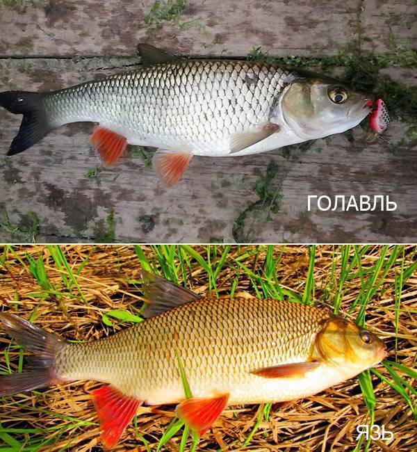 Характерные особенности язя и несколько принципов отличия этой рыбы от голавля, примеры, фото