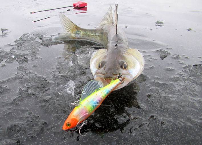 Рыбы финского залива