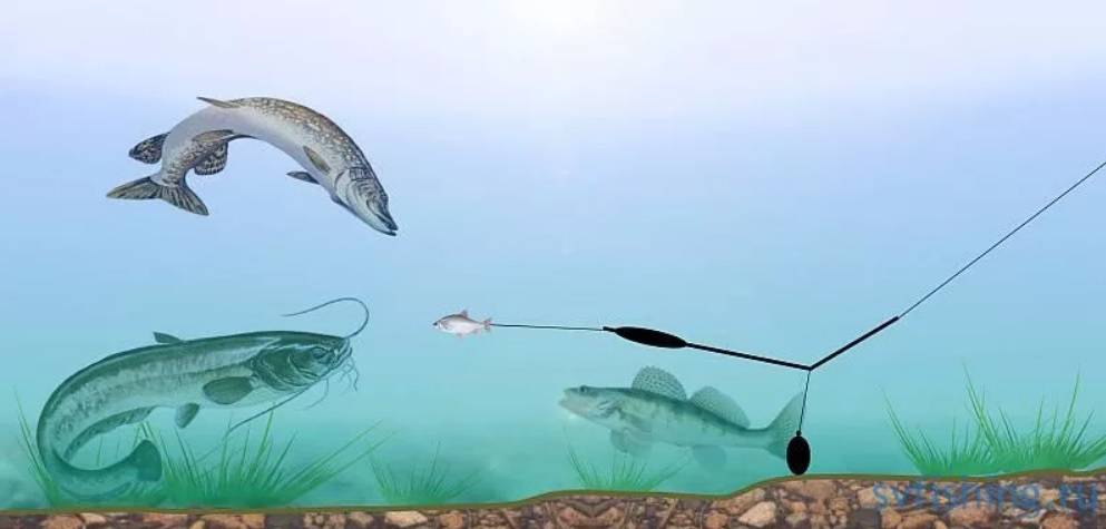 Рыбалка на припяти: особенности ловли сома, видео, выбор снастей