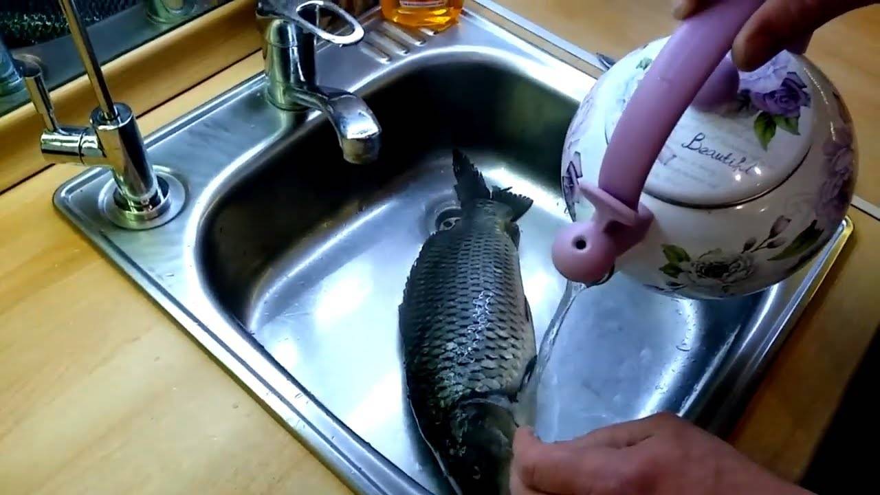 Как чистить рыбу: 18 популярных советов