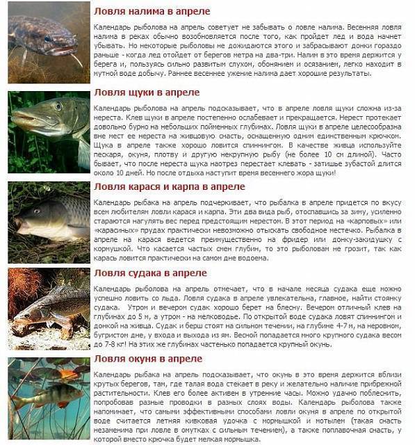Рыба щука — описание, хозяйственное значение, разведение в искусственных условиях. | cельхозпортал