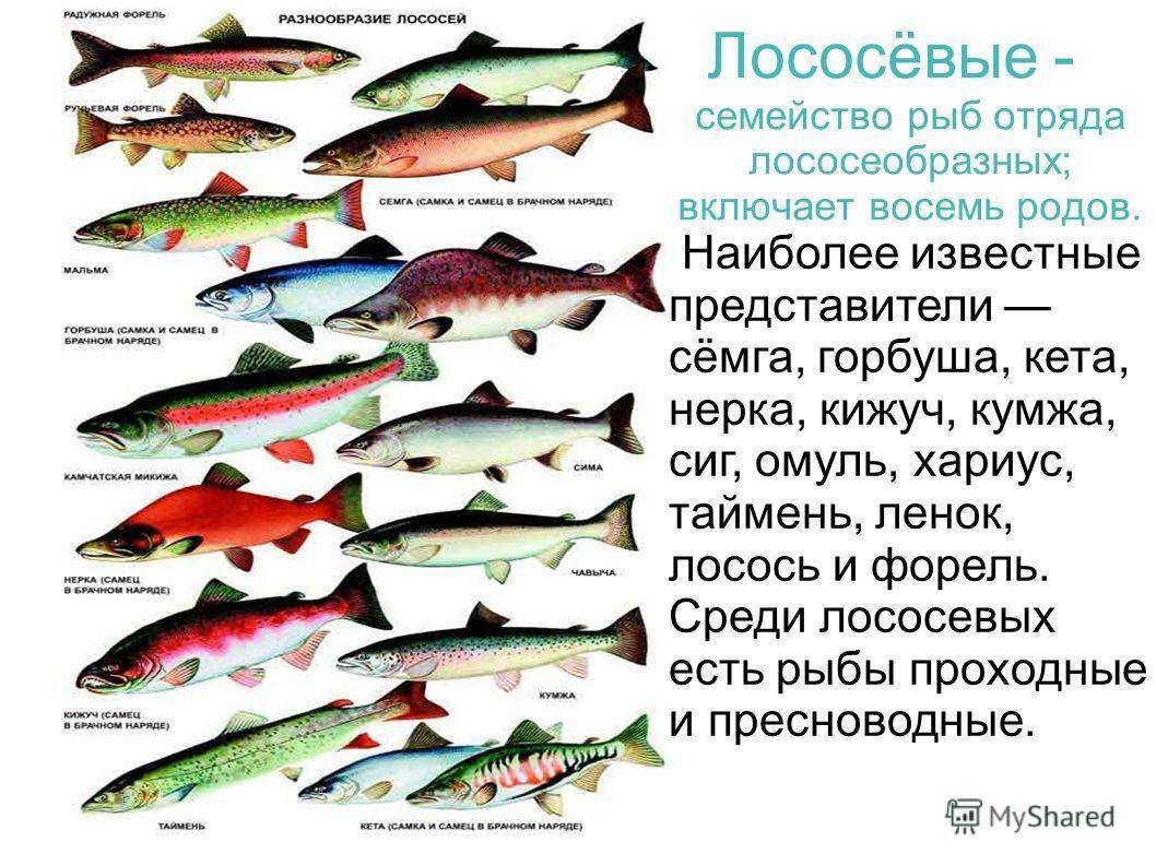 Форель — где водится, это морская или речная рыба, разновидности
