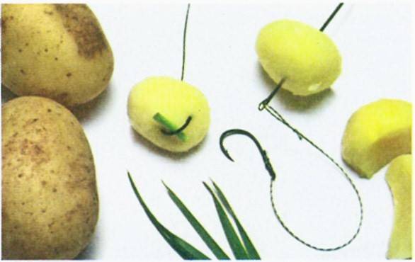 Ловля карпа на картошку: выбор подходящего картофеля, изготовление насадки, тактика рыбалки