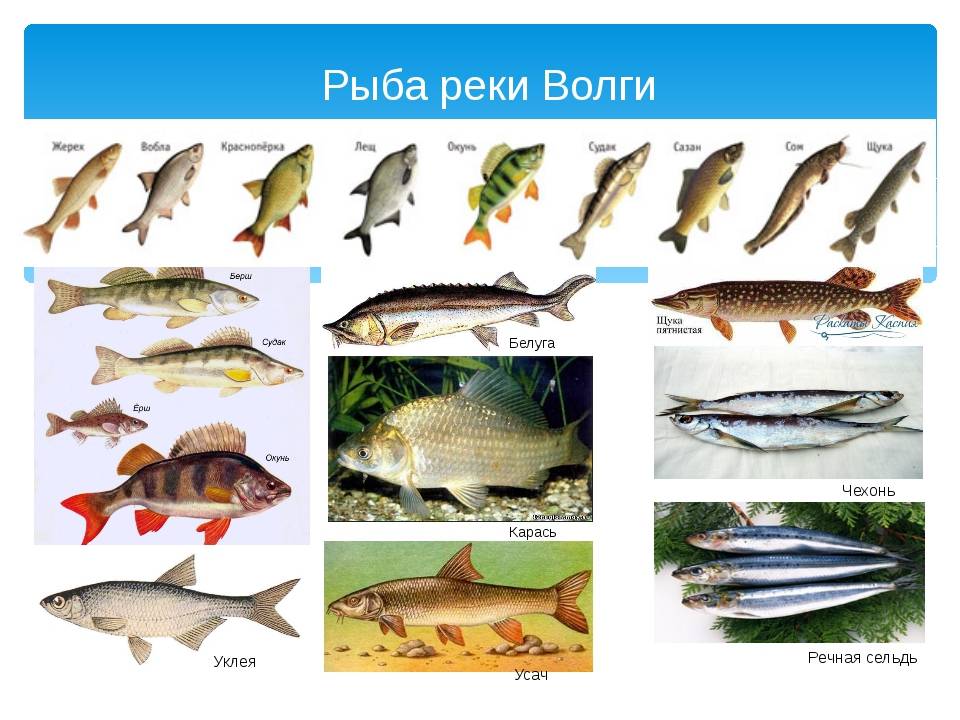 Белая речная рыба виды названия список: разбор вопроса