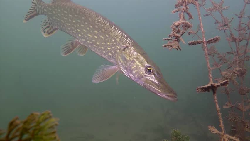Рыбалка в чайковском: описание местных водоемов, какая рыба водится
