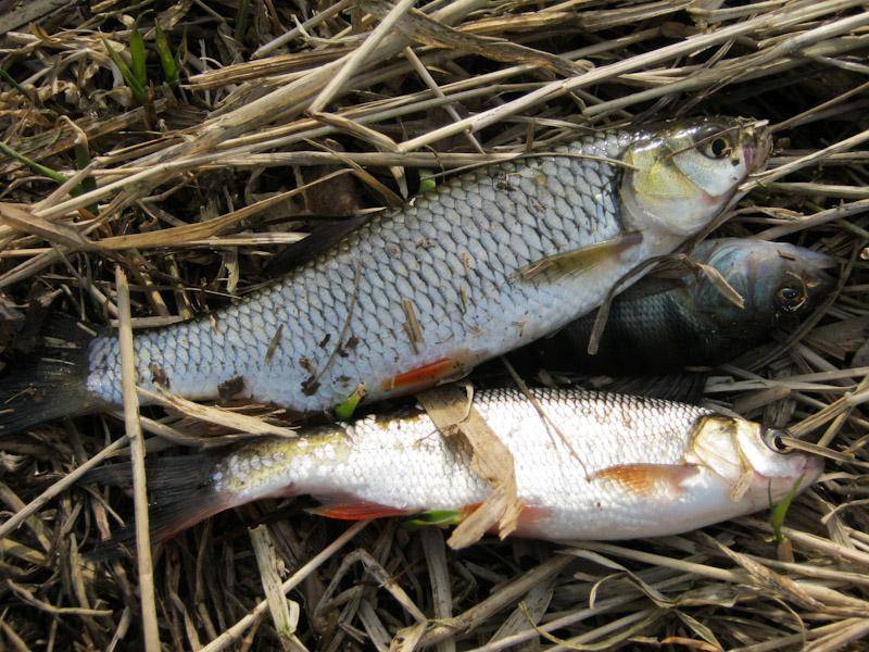 Рыбалка на реке которосль – рыбалке.нет