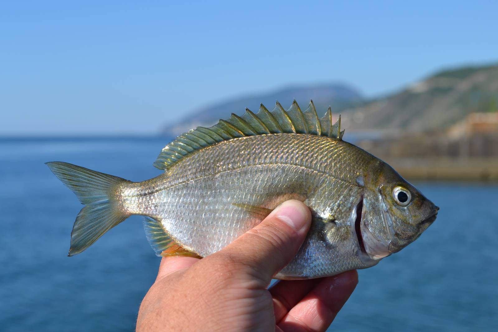 Рыбалка с берега на черном море – суперулов – интернет-портал о рыбалке