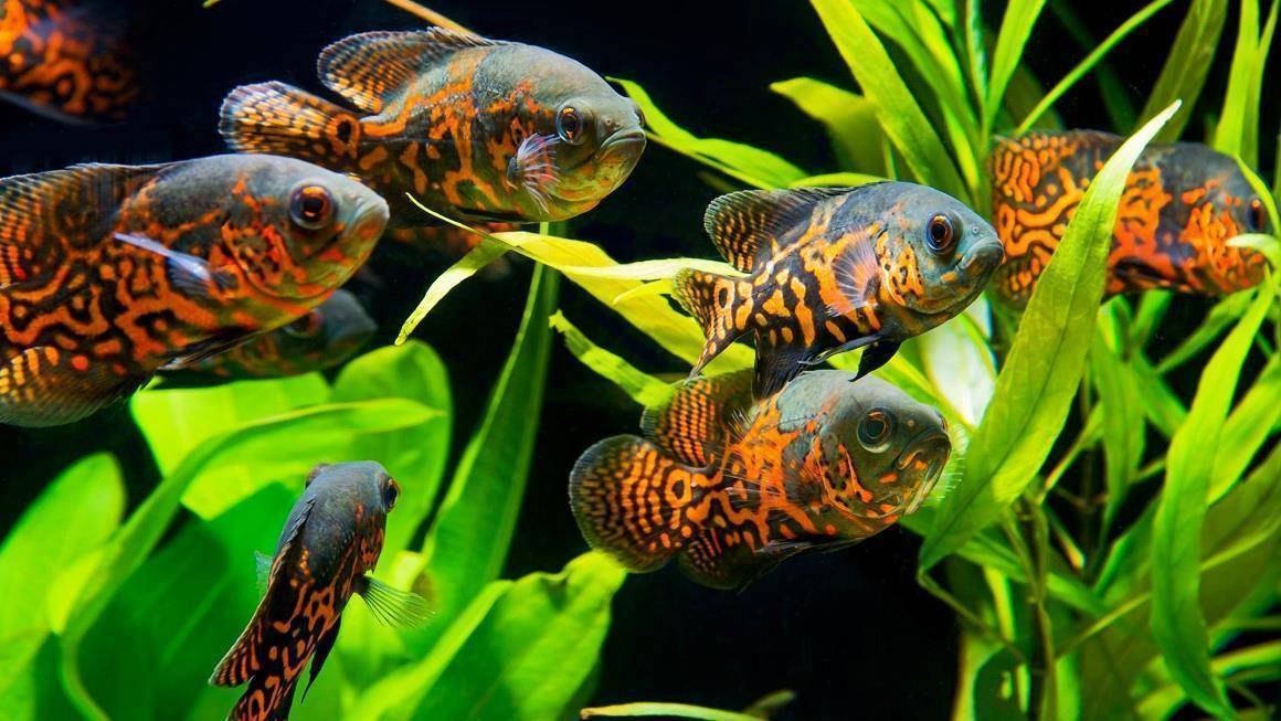 Аквариумная рыбка астронотус : содержание и уход, кормление, совместимость с другими рыбками, болезни, как отлечить самку от самца, разведение | мир домашних животных