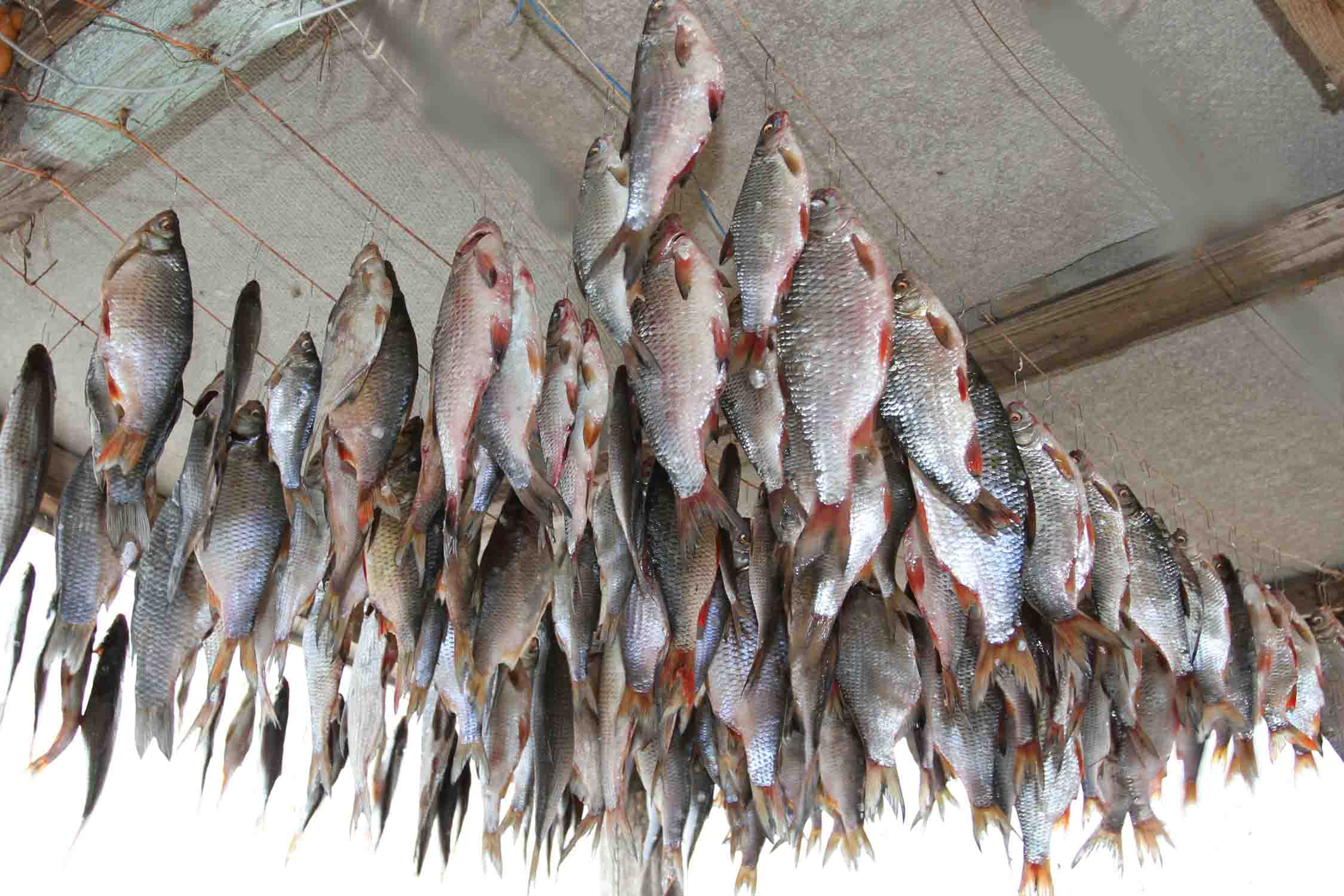 Особенности ловли сазана в сентябре с советами экспертов по выбору мест рыбалки, снасти и прикормки