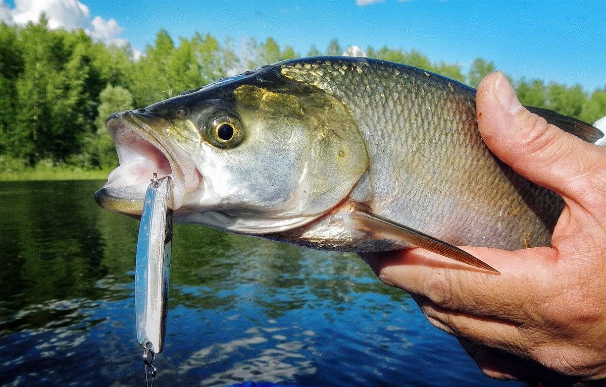 ᐉ на что ловить рыбу на волге: снасти и приманки для рыбалки на волге - ✅ ribalka-snasti.ru