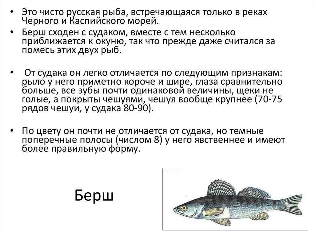 Рыба берш: чем отличается от судака, как выглядит волжский