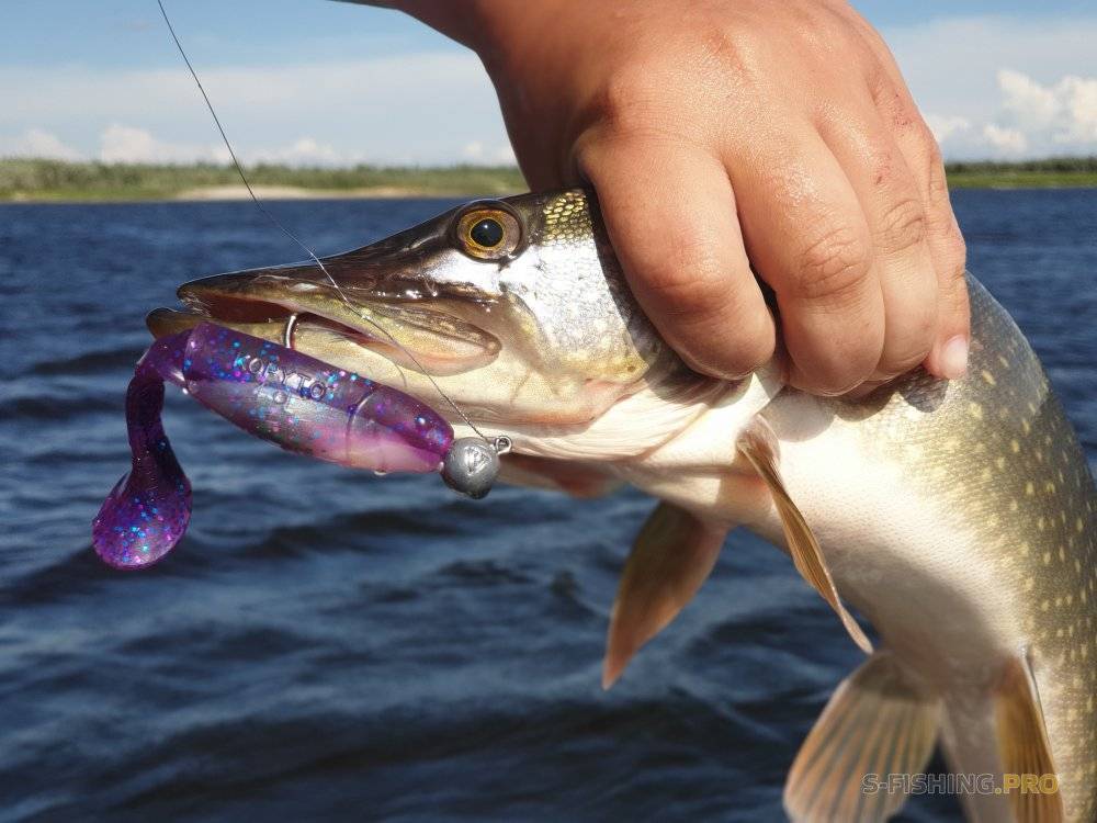 Рыбалка на оби: особенности ловли рыбы на реке в разную пору года