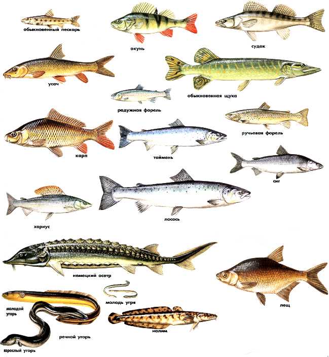 Ловля рыбца: приманки, способы ловли и места обитания