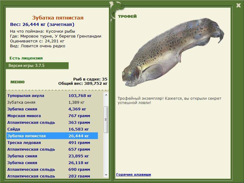 Рыба зубатка: польза и вред, фото, где водится, как приготовить правильно, видео