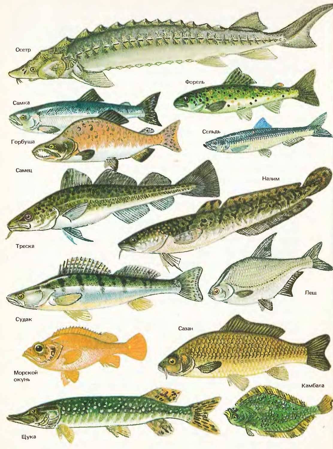 Рыба без костей: морская и речная  | список с названиями