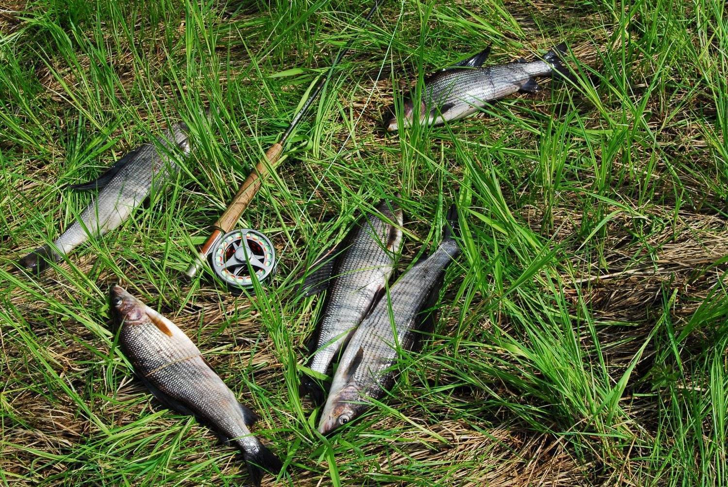Места для рыбалки в архангельске и архангельской области - рыбные места на карте, где ловить рыбу