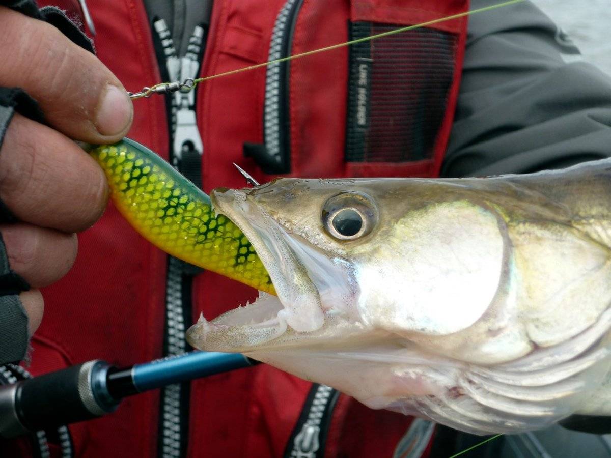 Рыбалка на спиннинг | спиннинг клаб - советы для начинающих рыбаков
ловля окуня на джиг – секреты и техника успешной рыбалки