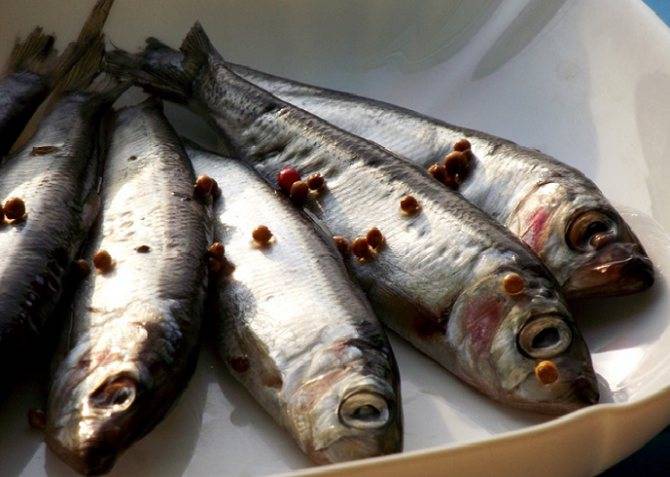 Рыба салака: описание вида, польза, как выбрать и приготовить