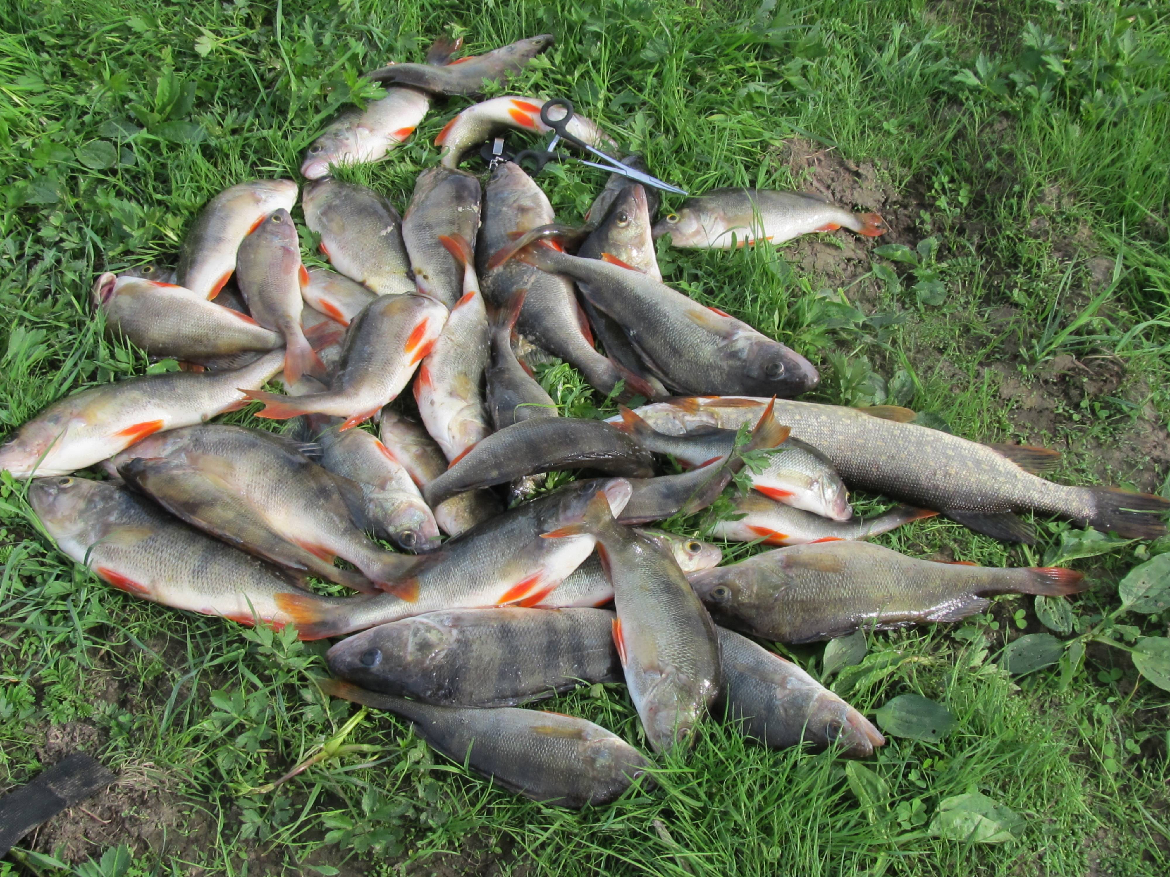 Рыбалка на сенежском озере: по руси с проводником
