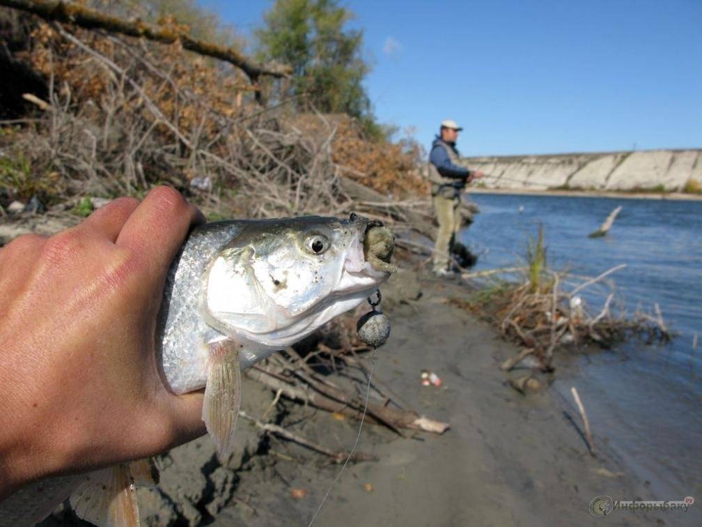 Firstfisher.ru – интернет-журнал о рыбалке и рыболовах. рыбалка на ладожском озере